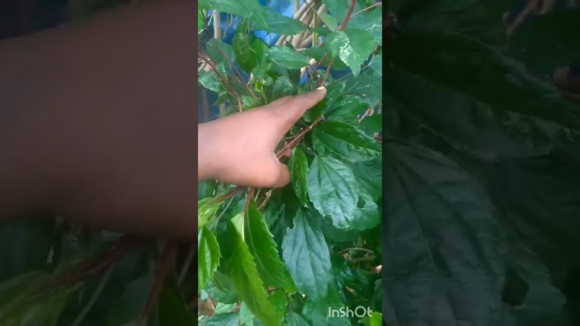 simple tips to care hibiscus plant#garden