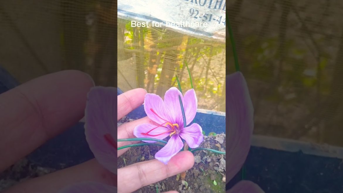 Saffron ( zafran ) flowers in my garden 🏡 🌺 #shorts #viral #youtubeshorts #garden #nature #flower