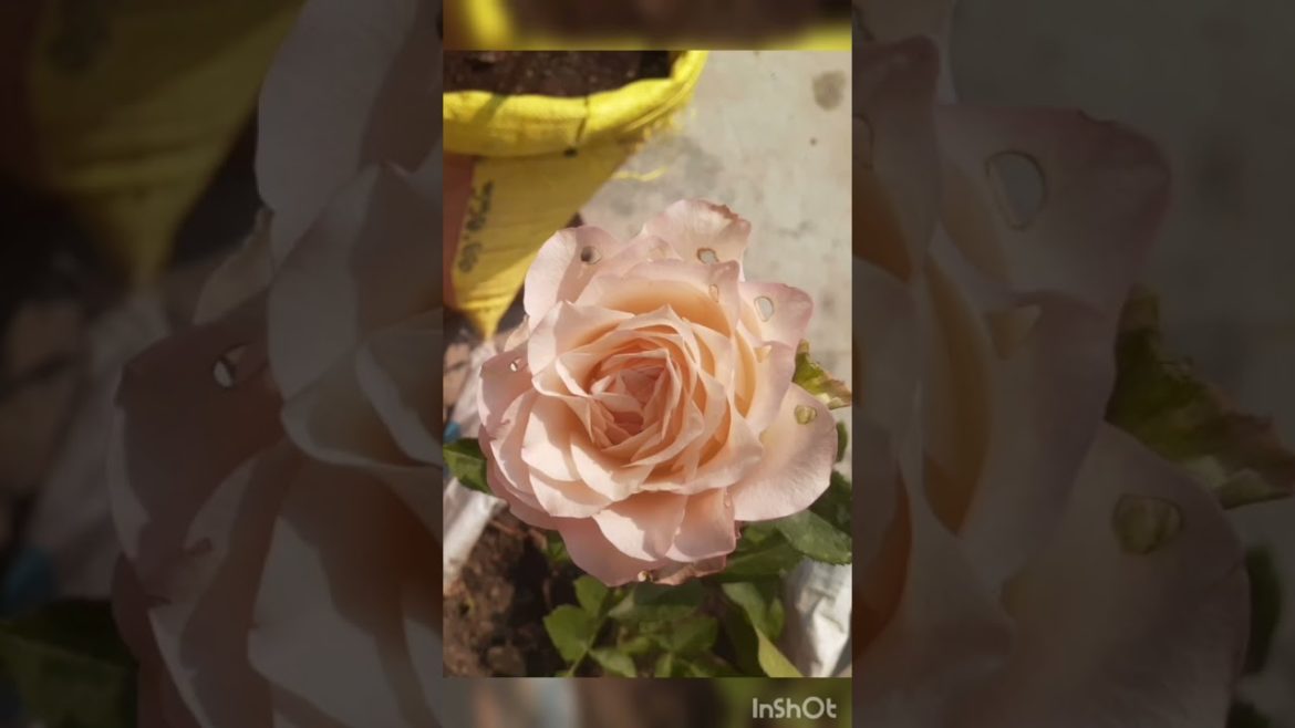 #dutchrose #organic #rose #englishrose #nature #red #jumelia #gardeningtips #gardening #trending