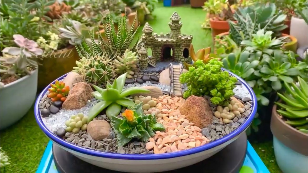 Succulent Arrangement in Ceramic Dish