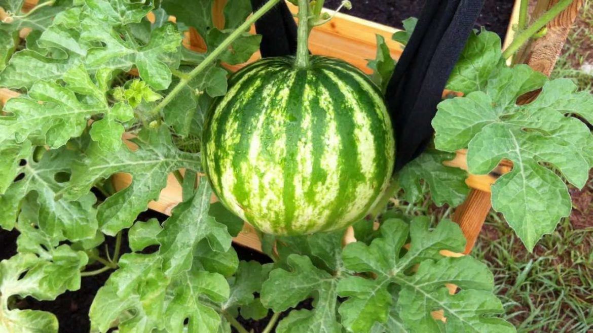 My Container Garden - 5/18/12 - (melons!)