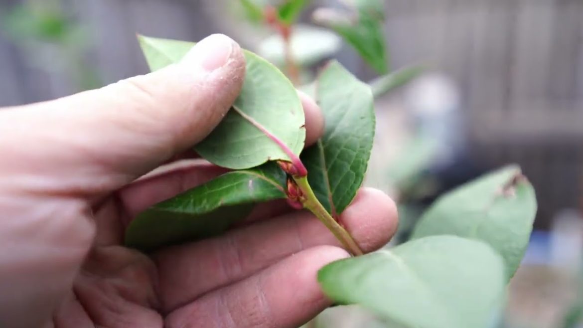 BLUEBERRIES IN CONTAINERS EPISODE 7: Fall Update And A Peek At Flower Buds For Next Year Production BLUEBERRIES IN CONTAINERS EPISODE 7: Fall Update And A Peek At Flower Buds For Next Year Production