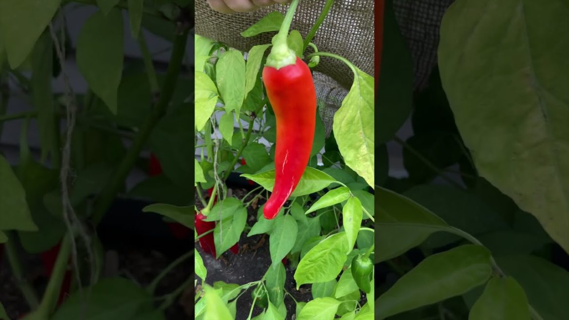 🌶 Hot Pepper Life Cycle | Square Foot Gardening #pepper #growing #garden #plants #shorts