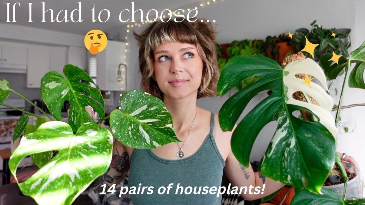 🪴 which plant should you get? comparing houseplants that are similar 🧐 🪴 which plant should you get? comparing houseplants that are similar 🧐