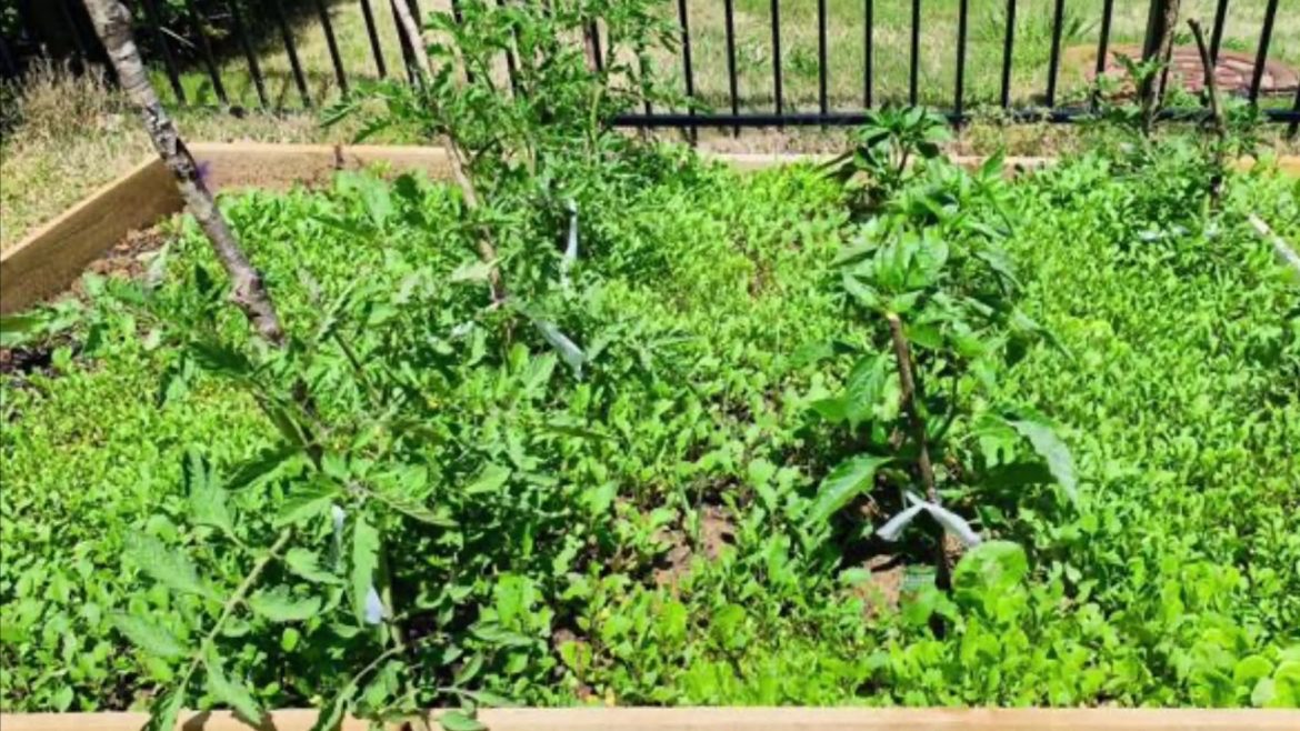 Backyard garden photos