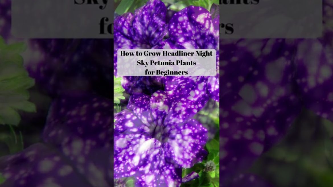 3 Gardening Tips for Growing Night Sky Petunia plants #petunias #flowers #gardentok #gardening #flo