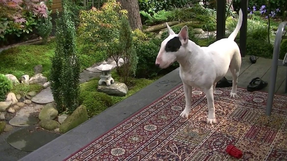 ASMR Zen Garden, Happy girl, happy dog