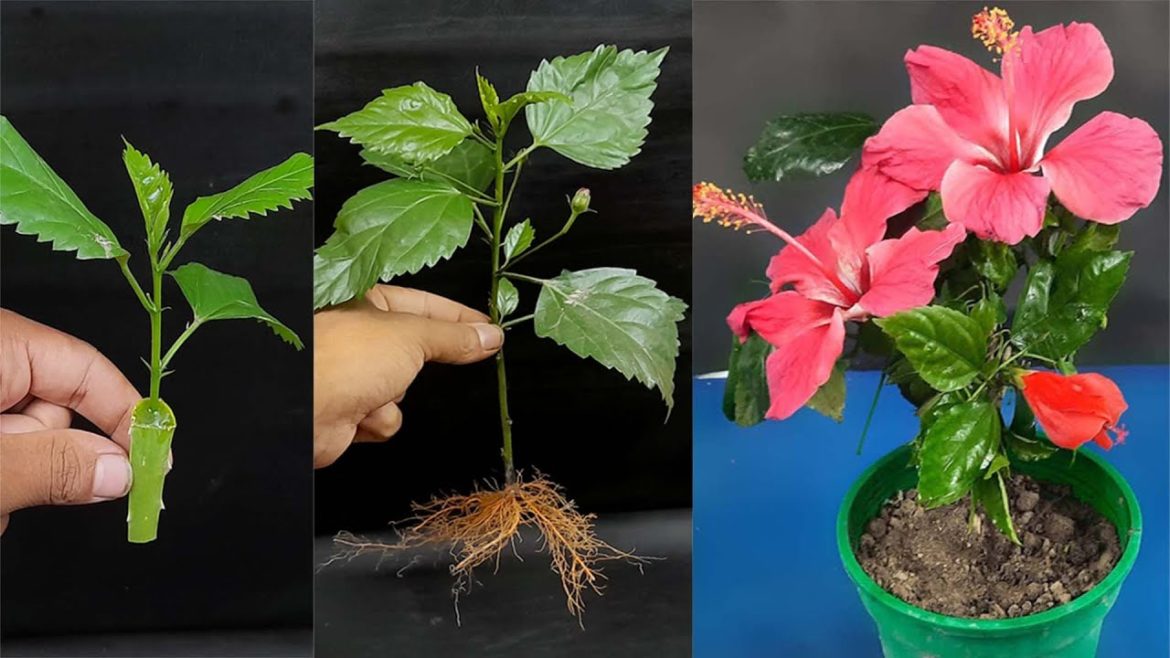 Grow Hibiscus Cutting By Aloe vera Rooting Hormone
