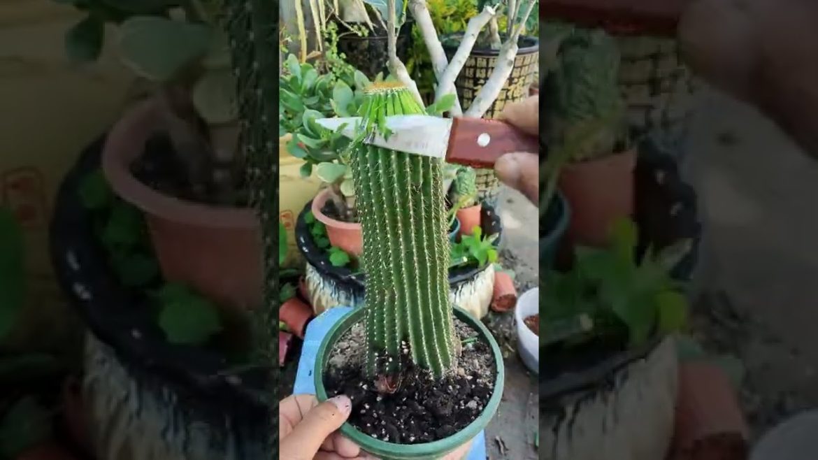 TOP 100 FLOWER GARDENING SECRET TIPS   Best Fertilizer For Rose Plant & Care Tips # 17