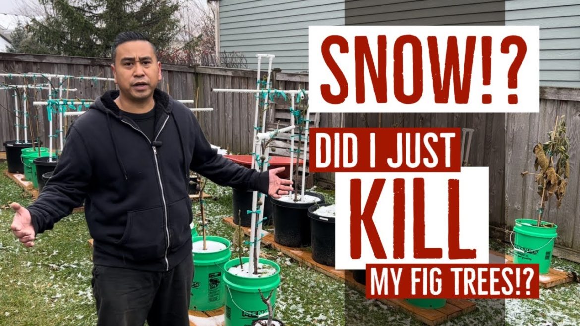SNOW!? Did I just KILL my fig trees!? #figs #gardening #gardeningtips #growtent