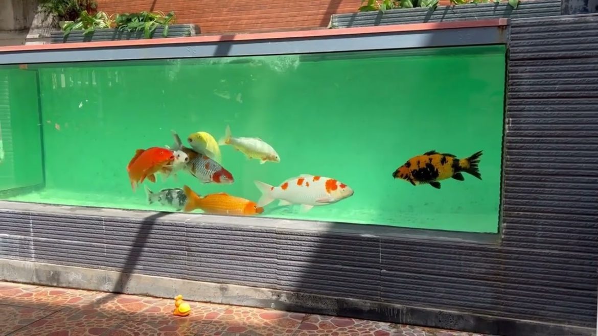 relax koi pond / Koi backyard landscape