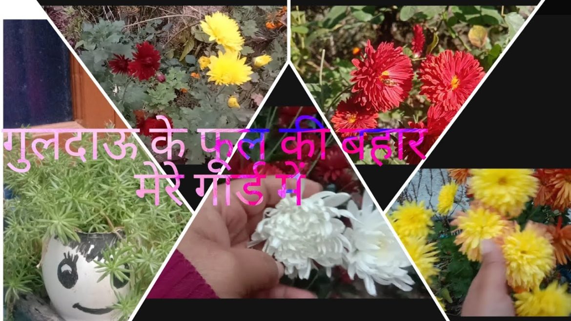 chrysanthemum flowers bloom in my garden@Aaradhya garden tips