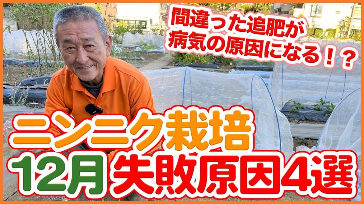 家庭菜園や農園のニンニク栽培は間違った追肥で病気になる!?ニンニク12月栽培の失敗原因4選!【農園ライフ】/Garlic cultivation tips from a Japanese Farmer 家庭菜園や農園のニンニク栽培は間違った追肥で病気になる!?ニンニク12月栽培の失敗原因4選!【農園ライフ】/Garlic cultivation tips from a Japanese Farmer