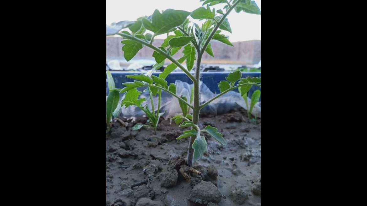How To Start A Gardening || The Best Gardening tips || Easy Steps To Create Gardening ||