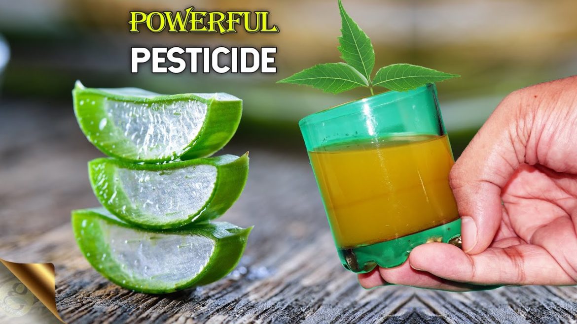 ALOE VERA + 5 INGREDIENTS = POWERFUL ORGANIC PESTICIDE FORMULA | NEEM OIL ALTERNATIVE PESTICIDE ALOE VERA + 5 INGREDIENTS = POWERFUL ORGANIC PESTICIDE FORMULA | NEEM OIL ALTERNATIVE PESTICIDE