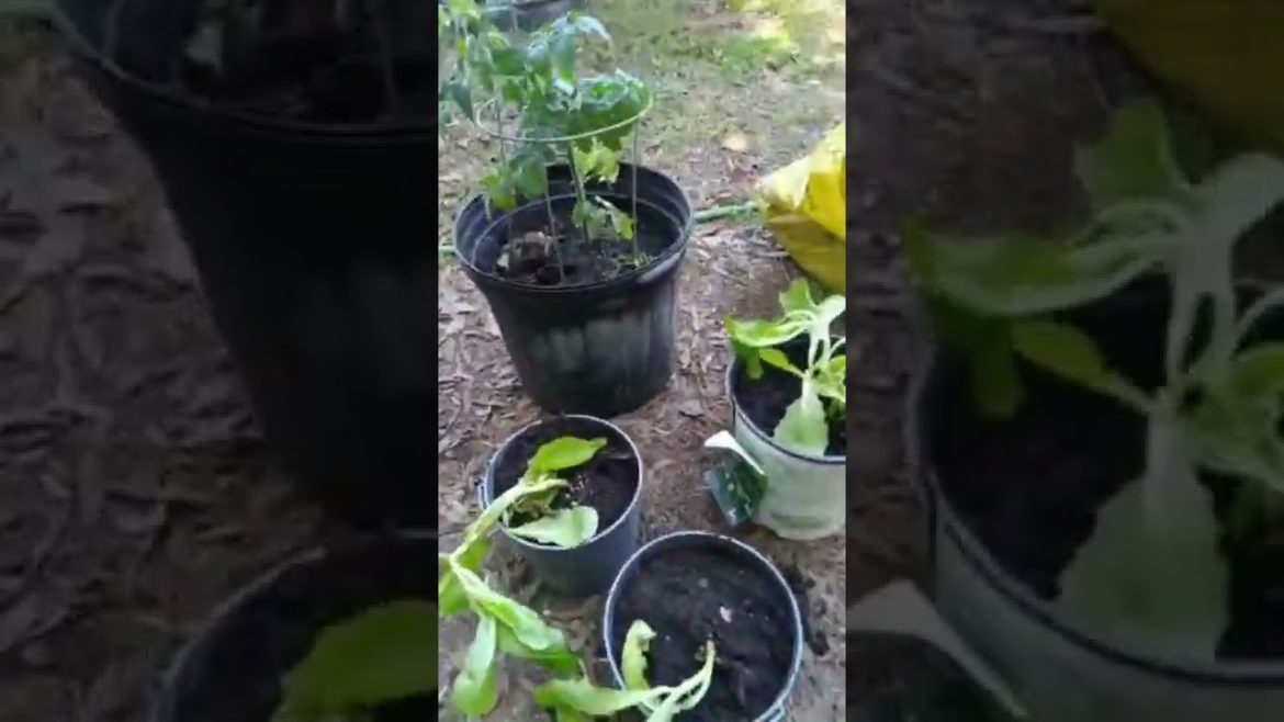 Survival Food To Grow: Emergency Preparedness #yahweh #yahwehbenyahweh #prep #containergardening Survival Food To Grow: Emergency Preparedness #yahweh #yahwehbenyahweh #prep #containergardening