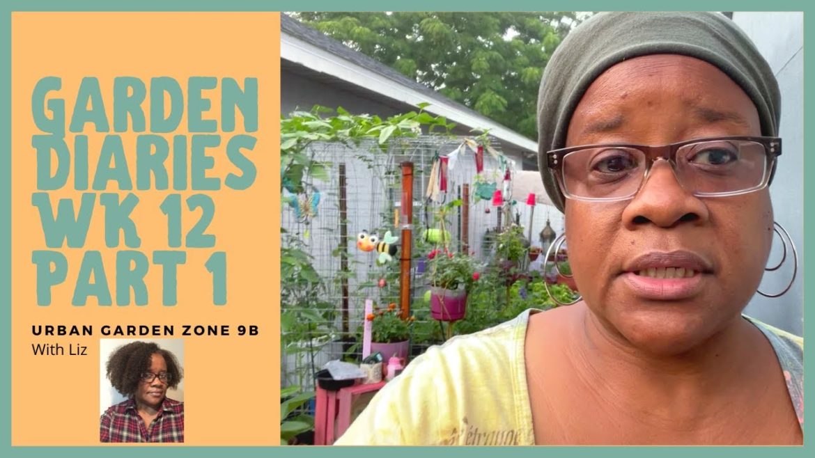 Container Garden Diaries Wk 12 Part 1 Documenting Our Garden Journey  Small Space Gardening Zone 9b