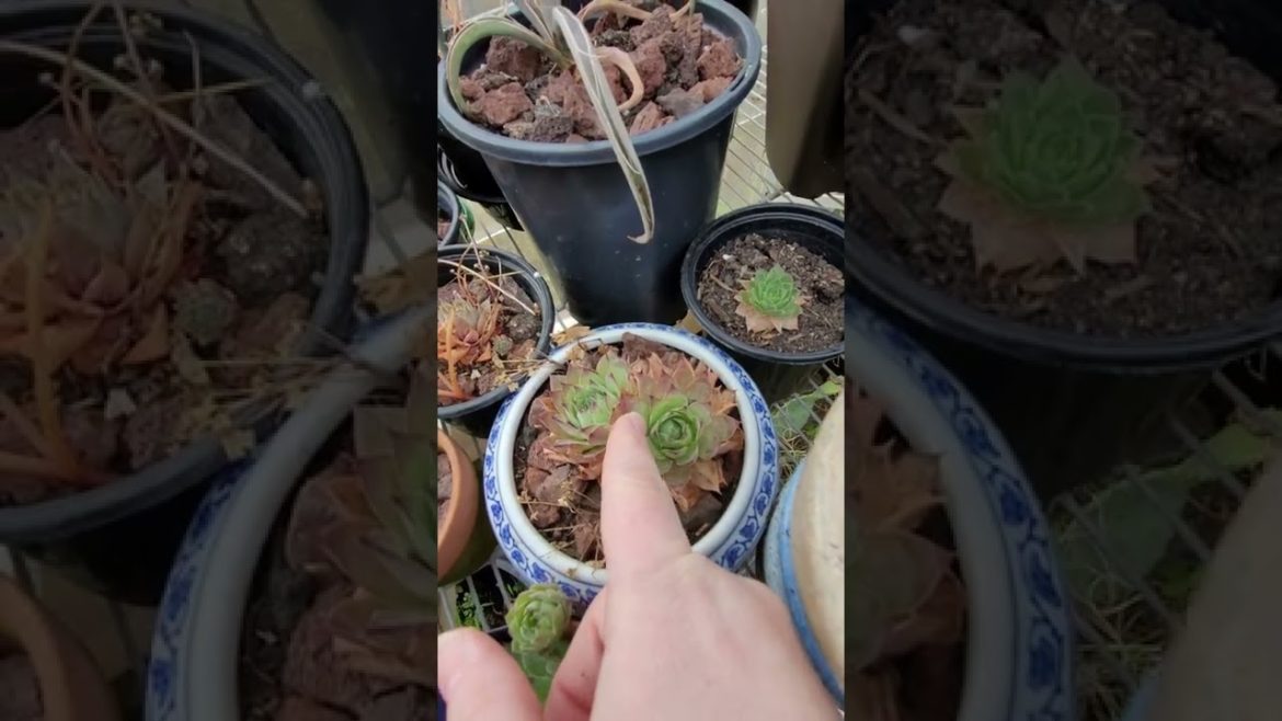 Banana Yucca and House Leeks (Hens and Chicks) Famine Food @Cry Baby's Sentimental Homestead