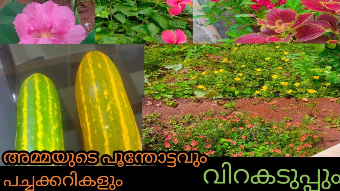 village garden|growing tips|amma's garden tour|garden tour malayalam village garden|growing tips|amma's garden tour|garden tour malayalam