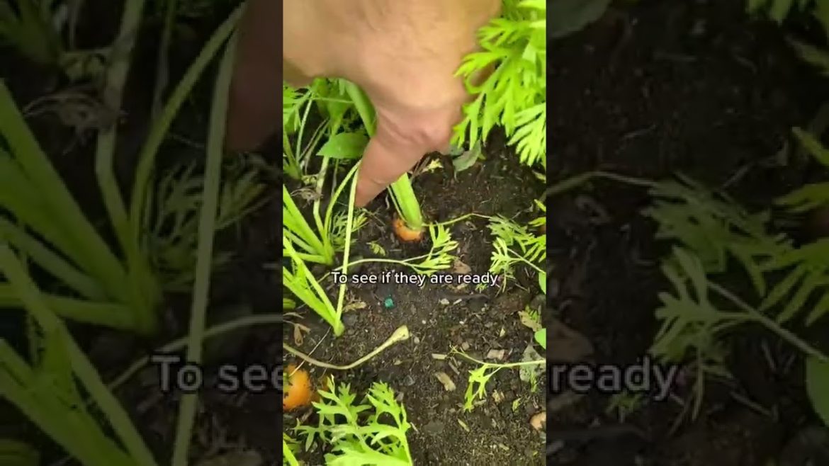 #shorts #garden #gardening #gardentour #gardener #gardens #harvest #harvesting #organic #planting #shorts #garden #gardening #gardentour #gardener #gardens #harvest #harvesting #organic #planting