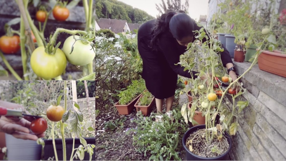 How to grow Tomatoes at Home ? | from seed to harvest How to grow Tomatoes at Home ? | from seed to harvest