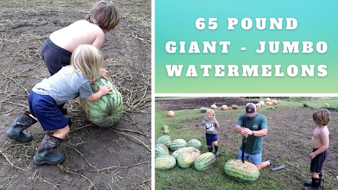 GIANT WATERMELONS from the BACKYARD GARDEN | Are They Any Good?