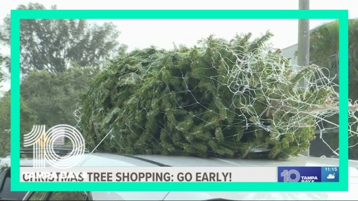 Buying a Christmas tree? Here's what you can expect