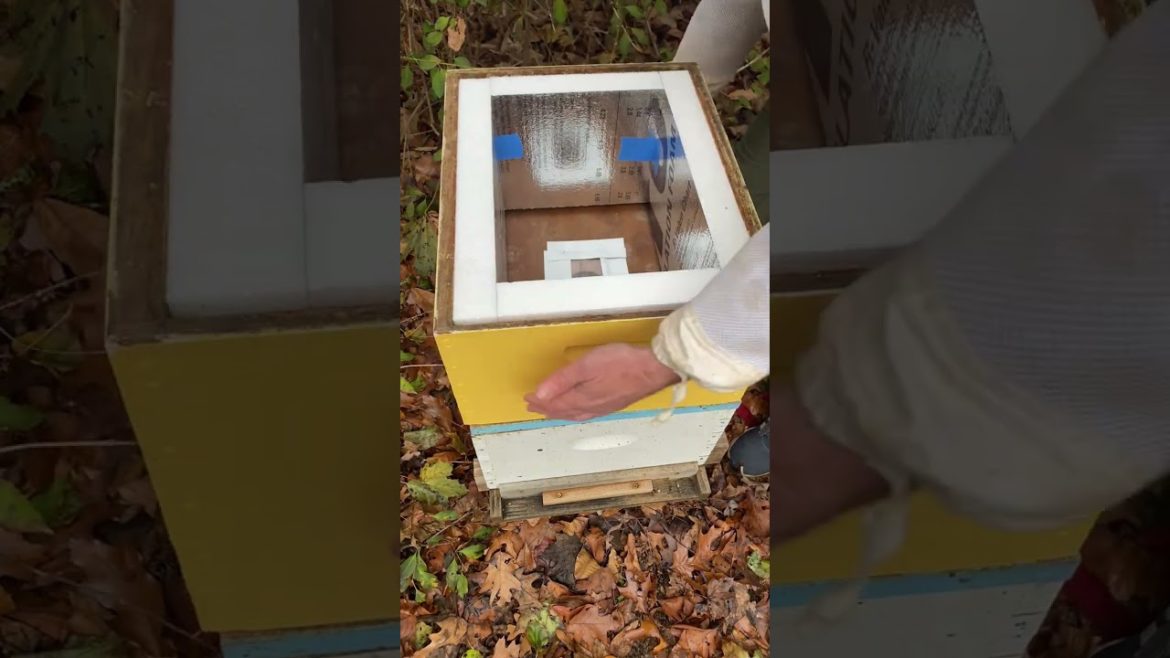 Insulated Bee Feeder Box #shorts