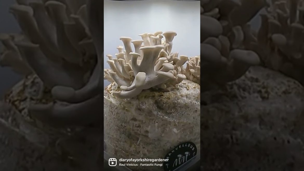 Overnight Timelapse | White oyster mushroom growing | Diary of a Yorkshire Gardener Overnight Timelapse | White oyster mushroom growing | Diary of a Yorkshire Gardener