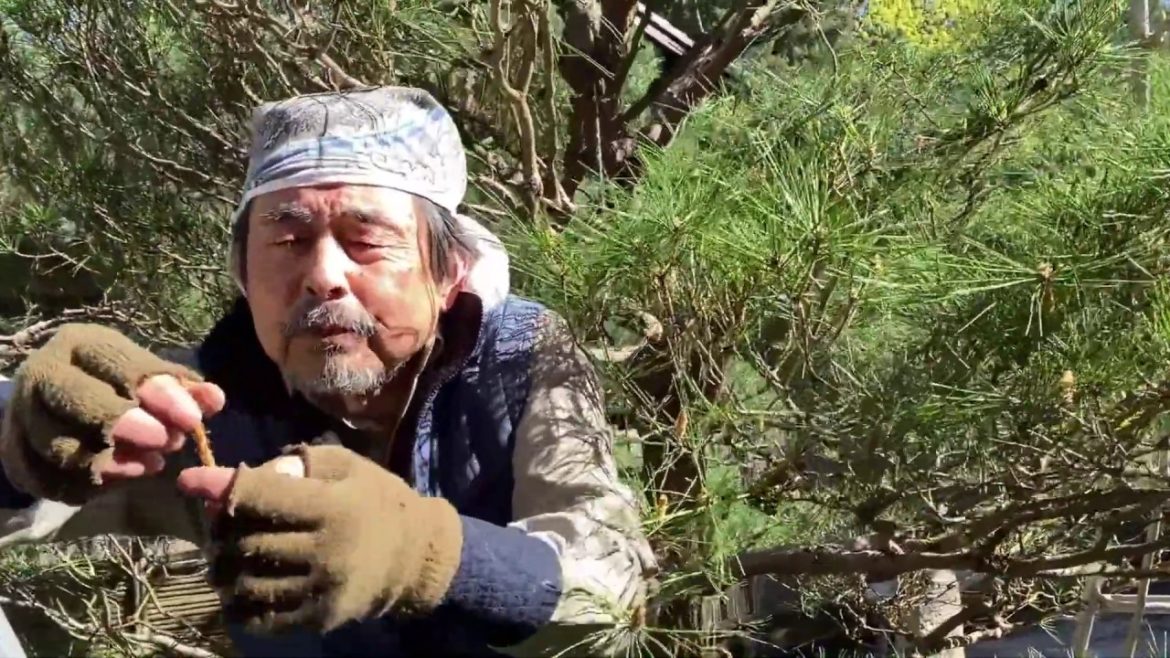 Pine Candling: A Behind-The-Scenes Look at Maintaining Portland Japanese Garden Pine Candling: A Behind-The-Scenes Look at Maintaining Portland Japanese Garden