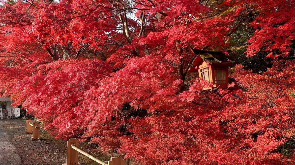 4K- Beautiful Autumn, Flower And Japanese Garden 4K- Beautiful Autumn, Flower And Japanese Garden