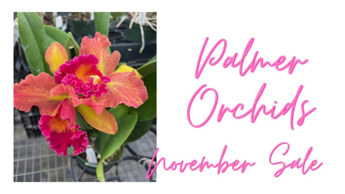 Come with me to Palmer Orchids