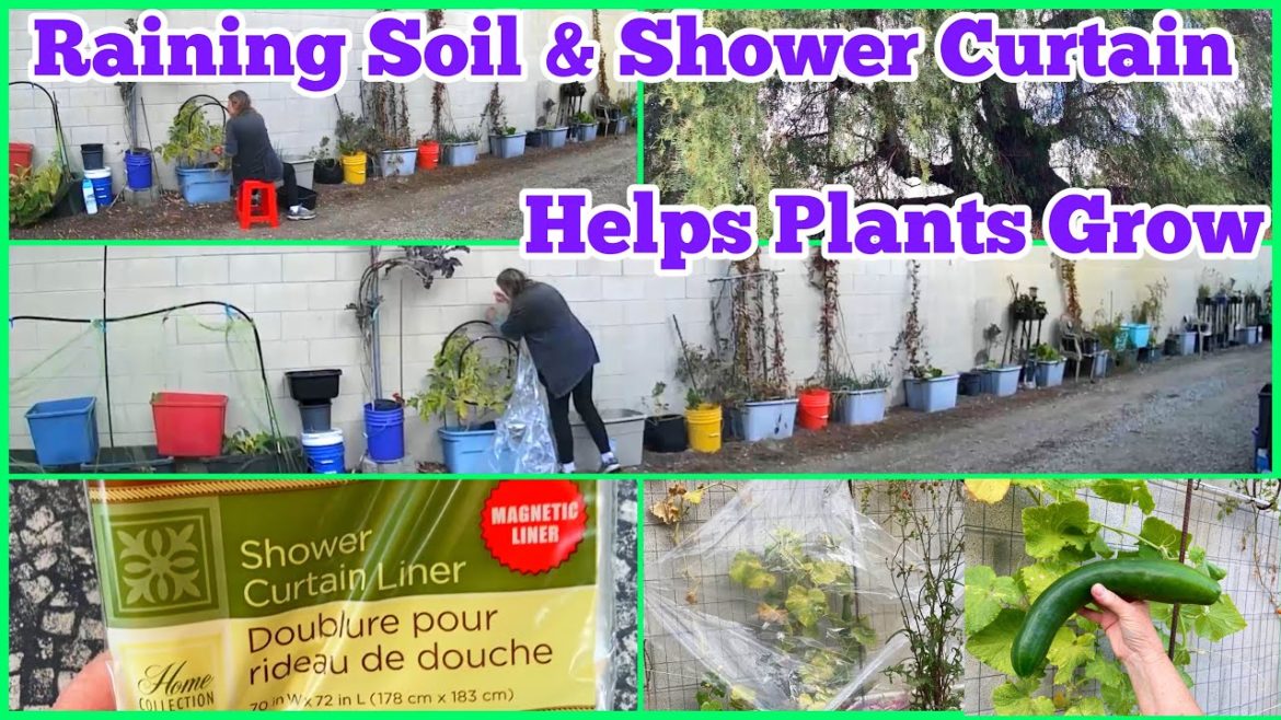 Vegetable Garden ' Growing SOIL Raining ' on My Head using a $1 Shower Curtain to Trick Plant Growth