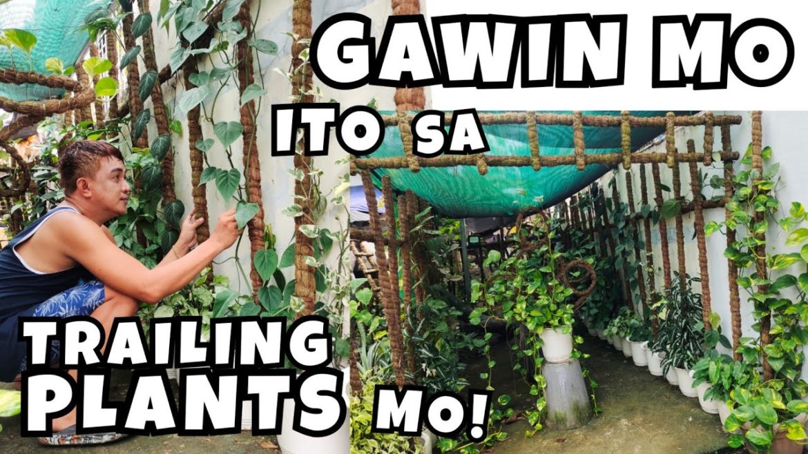 5 CARE TIPS IN GROWING TRAILING PLANTS | GARDEN TOUR UPDATES ON HOUSE OF POLE