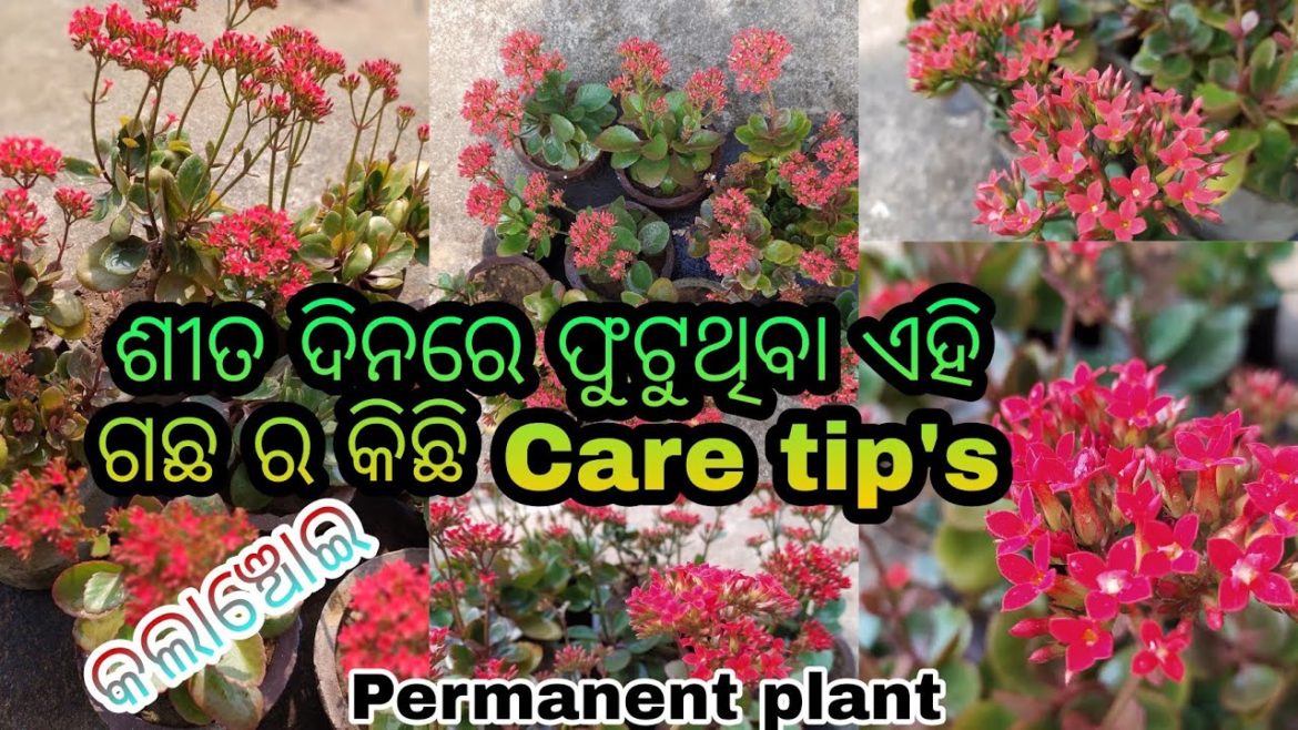 Kalanchoe plant care tips in winter season ll How to take care kalanchoe plant ll Odisha gardener