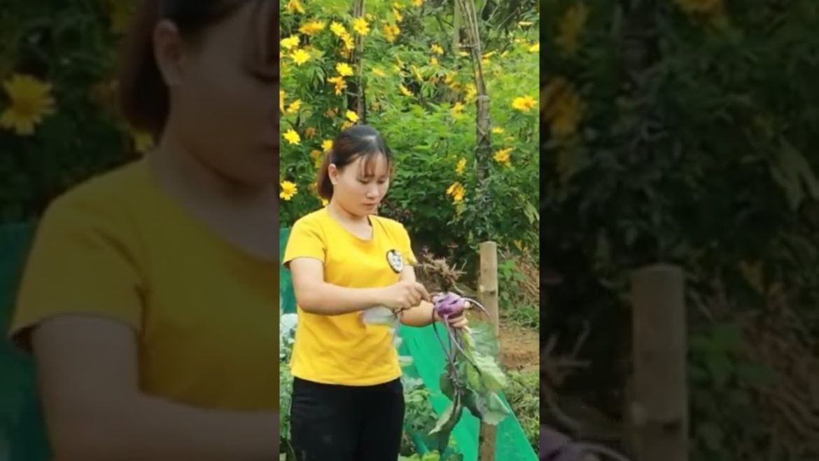 Turnip vegetable harvest for time #shorts