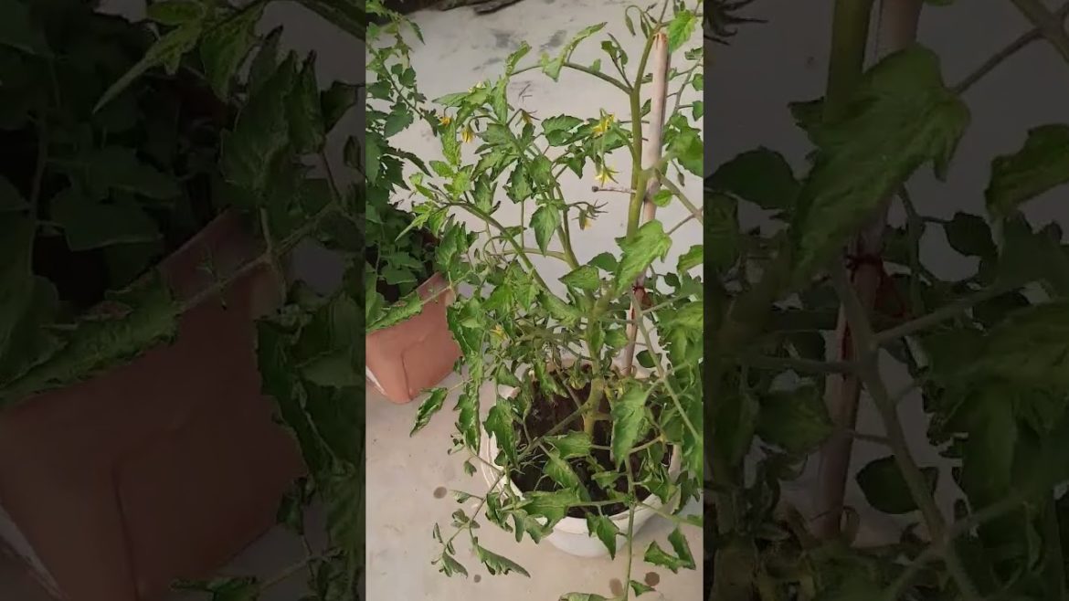 Tomato Threading #shorts #gardening #flowers #food #terrace  @alauddinazmi