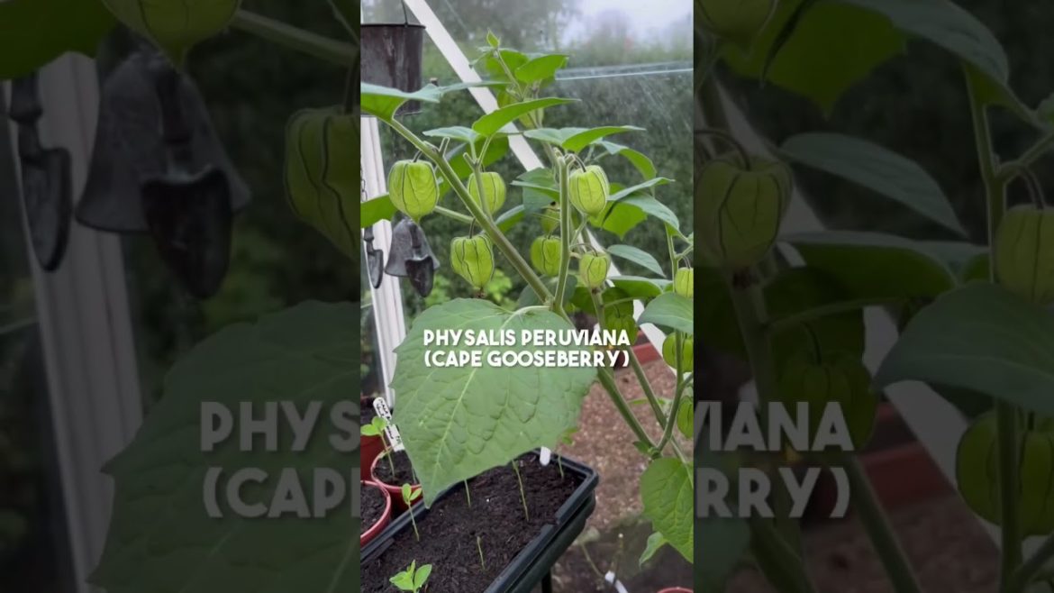 You don’t want to miss out on these! | Cape Gooseberry | Physalis | Diary of a Yorkshire Gardener You don’t want to miss out on these! | Cape Gooseberry | Physalis | Diary of a Yorkshire Gardener