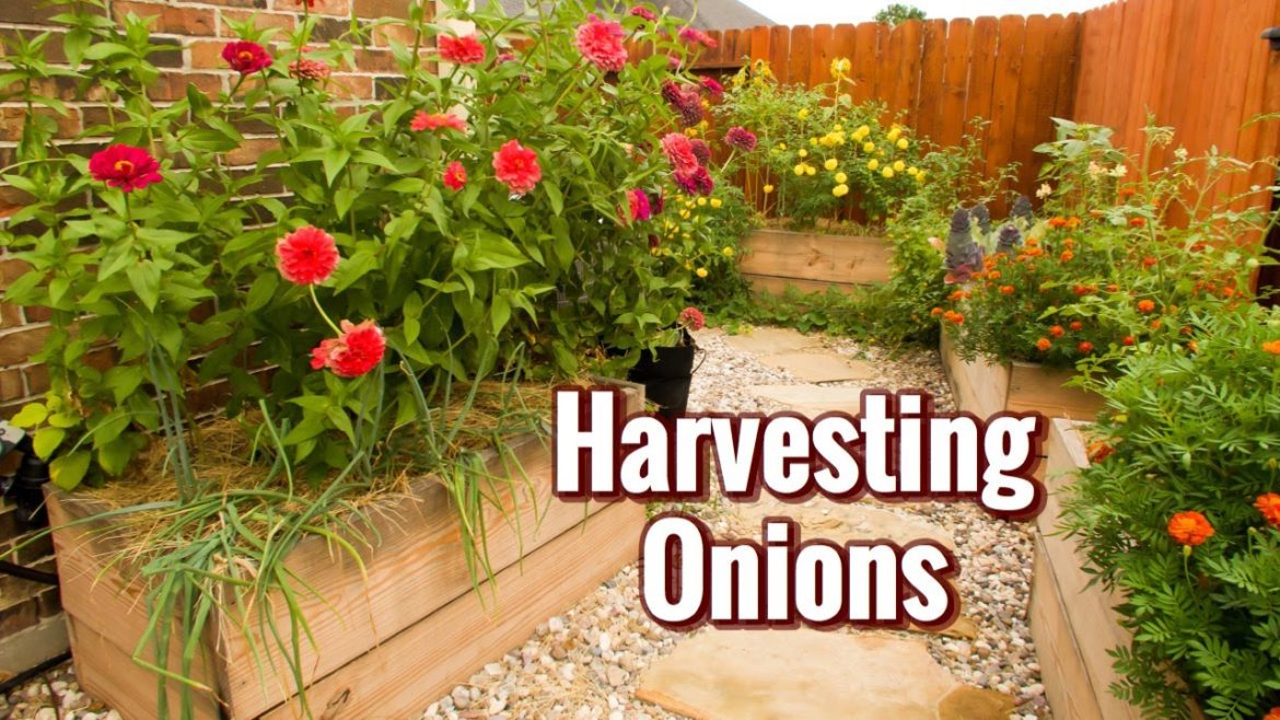 Onion Harvest / First-time growing / Backyard Garden / June 2020