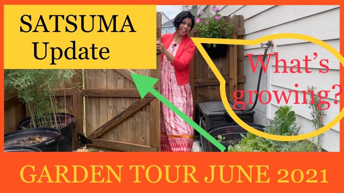 June 2021 Backyard Garden Tour with update on Satsuma tree.