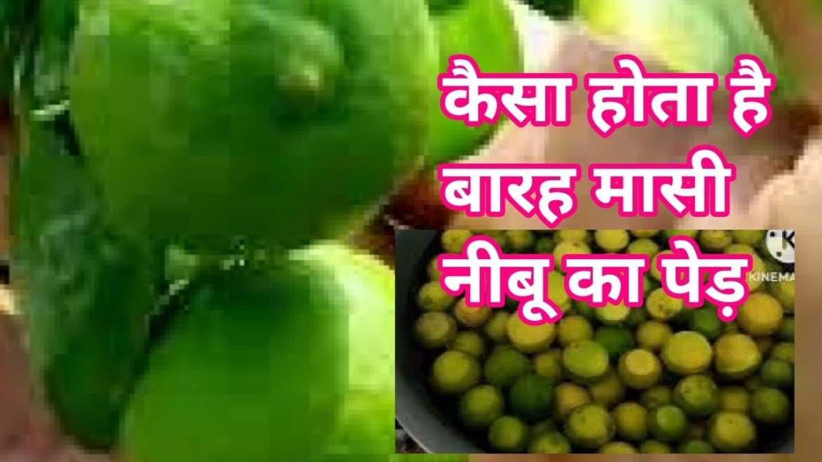 कैसा होता है बारहमासी नींबू का पेड़