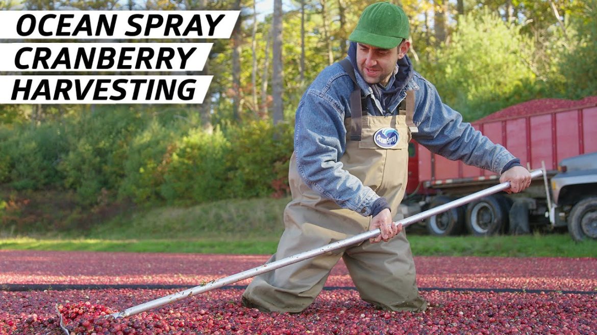 How Two Billion Cranberries Are Harvested and Turned into Ocean Spray Products Every Year — Dan Does How Two Billion Cranberries Are Harvested and Turned into Ocean Spray Products Every Year — Dan Does