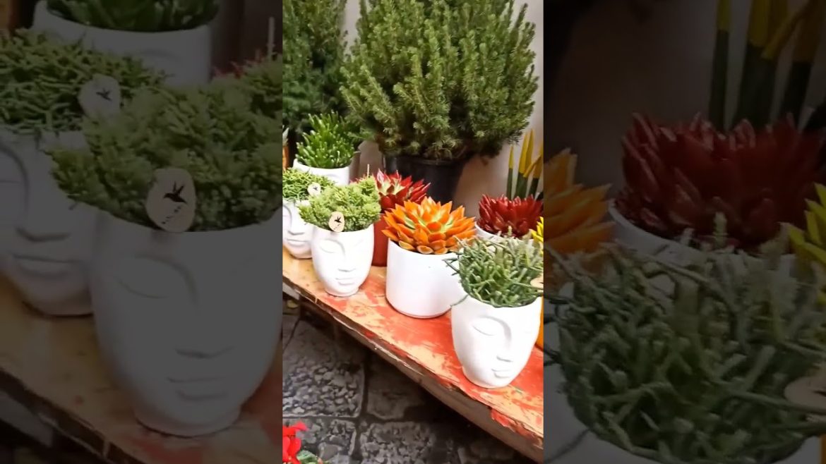 #unique #pot 🥰😍 for #indoorplants #decoration 🌿#shorts #gardentips #garden @IM GARDENER🌿 #unique #pot 🥰😍 for #indoorplants #decoration 🌿#shorts #gardentips #garden @IM GARDENER🌿