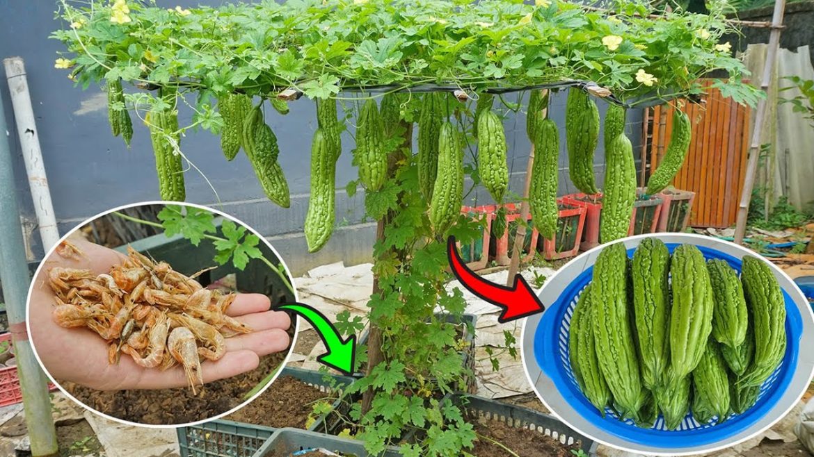 Growing bitter melon in a plastic container - Using fertilizer from shrimp - many fruits