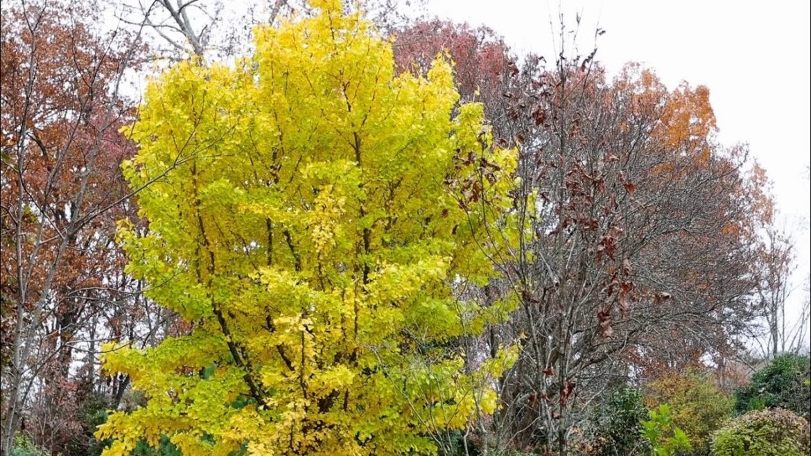 Incredible Conifer Garden! 🍁🍁🍂 - Cox Arboretum - Tom Cox