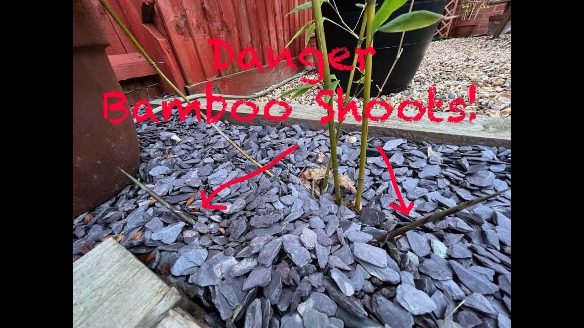 Japanese Maple Gardening, damaged trees and new beginnings, an update from my garden!