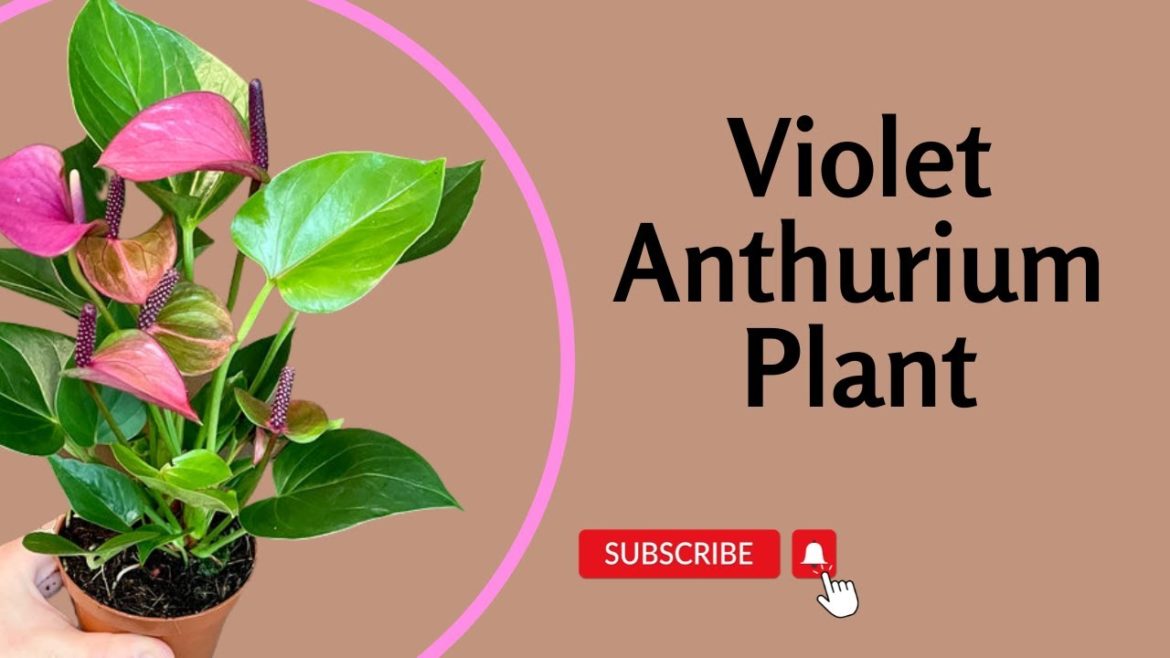 Violet Anthurium Plant Violet Anthurium Plant