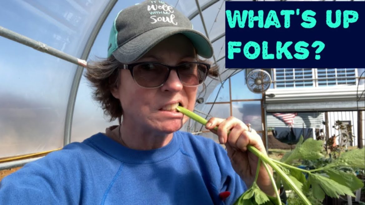 Cabbage Worms? Try This! Companion planting!