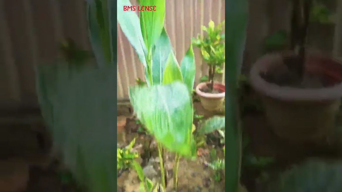 Flower in BMS front yard garden 🔥🔥#shorts