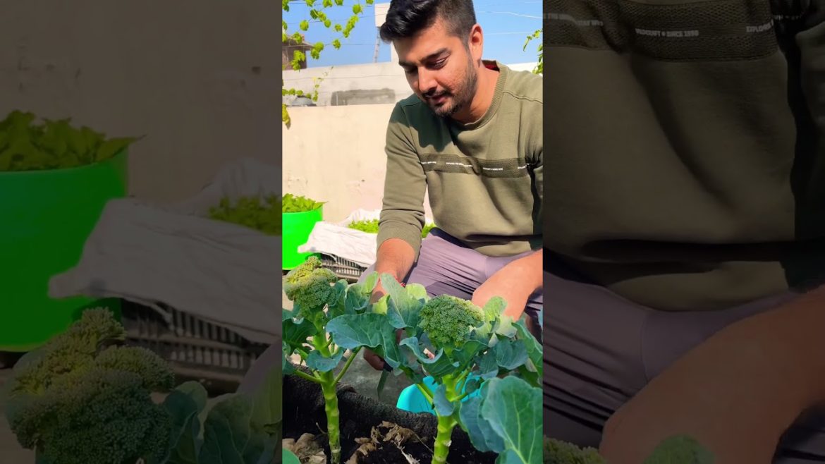 Organic broccoli | Amazing Results #terracegardening #shorts #organic #garden #vegetables